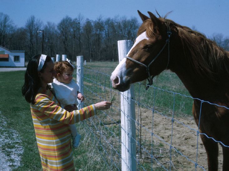 Feeding horse at Bloomfield Hills School District school farm